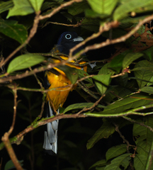 Trogon viridis