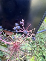 Aralia cordata