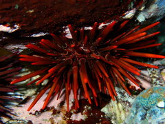 Heliocidaris tuberculata