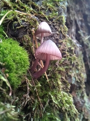 Mycena purpureofusca