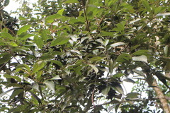 Lithocarpus glaber