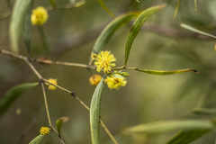 Acacia verniciflua
