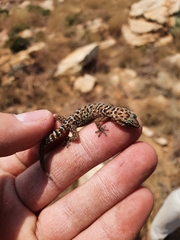 Pachydactylus affinis