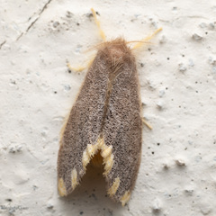 Orvasca subnotata