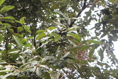 Lithocarpus glaber