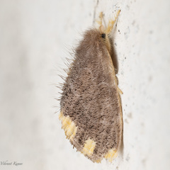 Orvasca subnotata