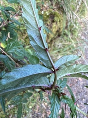 Rubus cardotii
