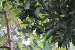 Lithocarpus glaber