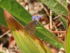 Zizeeria knysna knysna