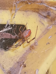 Latrodectus hasselti