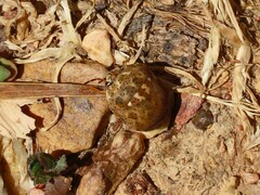 Sphaerocoris testudogrisea