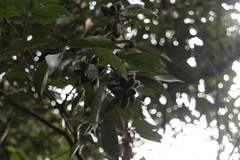 Lithocarpus glaber