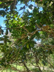 Syzygium moorei