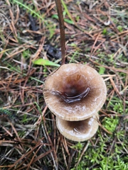 Hygrophorus hypothejus
