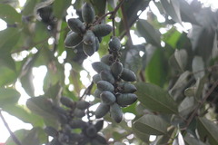 Lithocarpus glaber
