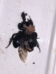 Typhaeus typhoeus
