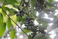 Lithocarpus glaber