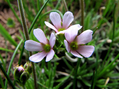 Androsace adfinis