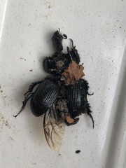 Typhaeus typhoeus