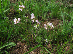 Androsace adfinis