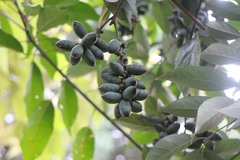 Lithocarpus glaber