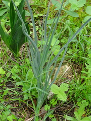 Asphodelus