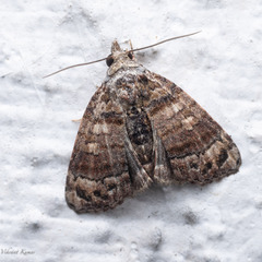 Chlumetia