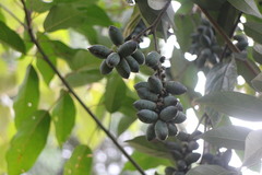 Lithocarpus glaber