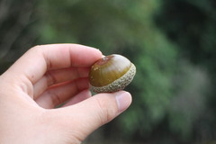 Lithocarpus konishii