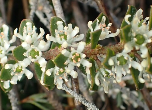 Image of Philotheca virgata by no rights reserved
