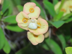 Thomisus citrinellus