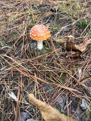 Amanita
