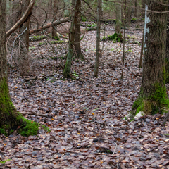 Oryctolagus cuniculus