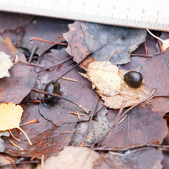 Oryctolagus cuniculus