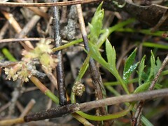 Xanthosia dissecta