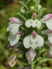 Bellardia trixago