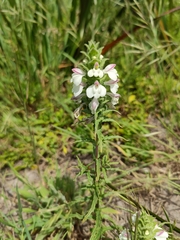 Bellardia trixago
