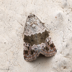Maliattha signifera