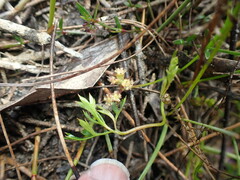 Xanthosia dissecta