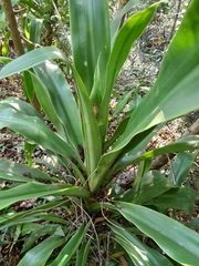 Dracaena aletriformis
