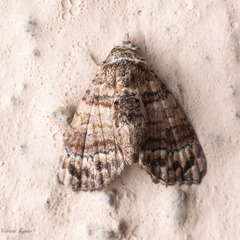 Chlumetia