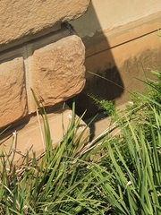 Trachylepis punctatissima