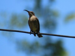 Nectarinia famosa famosa
