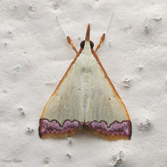 Autocharis hedyphaes