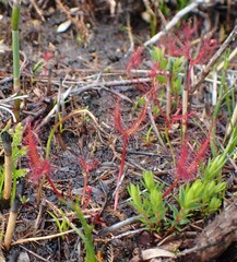 Drosera binata