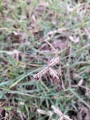 Dactyloctenium aegyptium