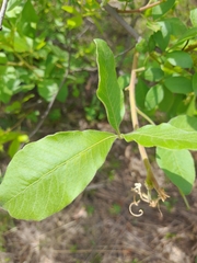 Searsia zeyheri