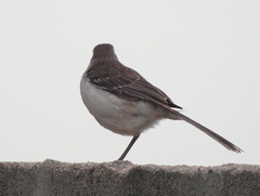 Mimus saturninus