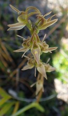 Prasophyllum rostratum