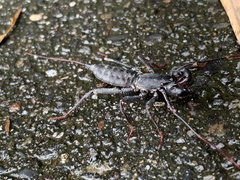 Typopeltis crucifer